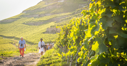 Deux personnes marchant dans le vignoble du Domaine du Mont d'Or
