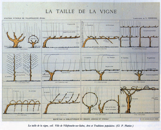 La taille de la vigne au Domaine du Mont d'Or