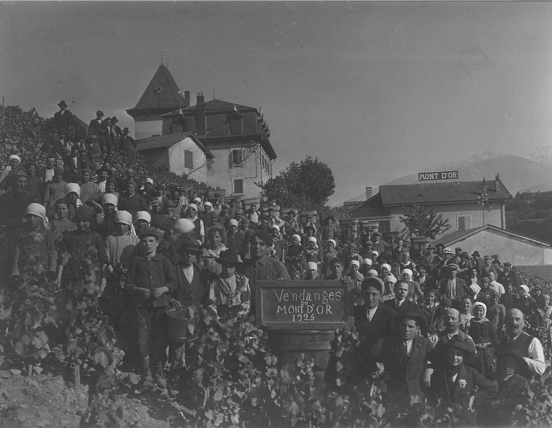 Le Domaine du Mont d'Or : l'histoire d'un vignoble pionnier en Valais.